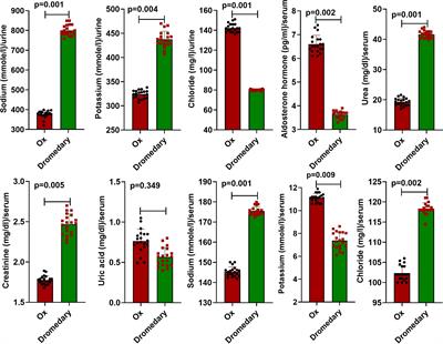 Comparative physiological, morphological, histological, and AQP2 immunohistochemical analysis of the Arabian camels (Camelus dromedarius) and oxen kidney: Effects of adaptation to arid environments